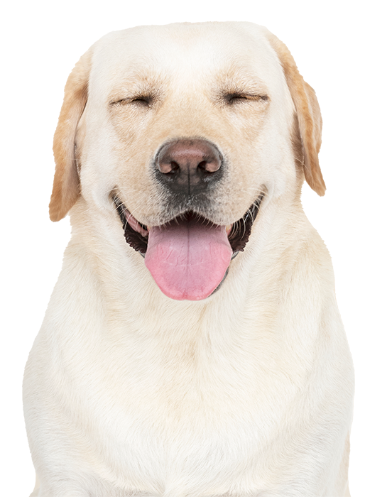 Happy, smiling dog
