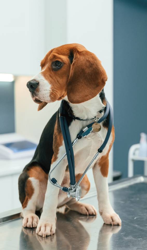 beautiful dog is sitting on the table in veterinary clinic