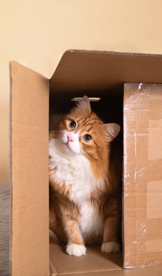 cat in a cardboard box