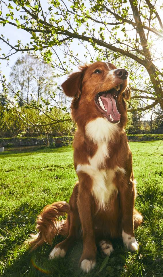 dog resting on the garden