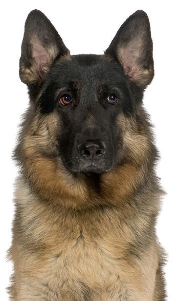 German shepherd looking sideways