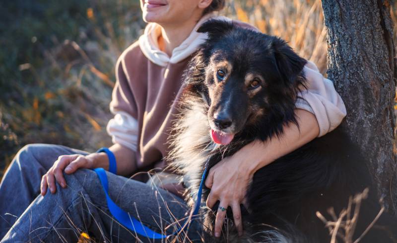 Lovely dog with it's owner