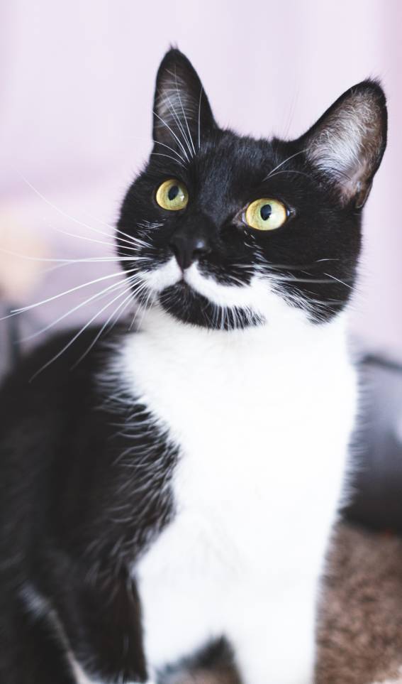 young black cat with white whiskers and yellow eyes